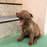 【チョコ色　2.5キロ】生後1ヶ月の明るい男のコ サムネイル6