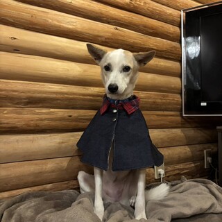賢いメイちゃん