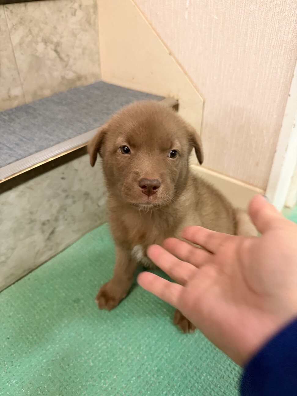 【チョコ色　2.5キロ】生後1ヶ月の明るい男のコ サムネイル7