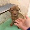 【チョコ色　2.5キロ】生後1ヶ月の明るい男のコ サムネイル7