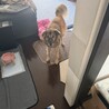 ブルーノくん