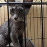 大人しいパステルサビの女の子 サムネイル2