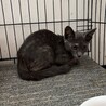 大人しいパステルサビの女の子 サムネイル3