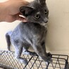 大人しいパステルサビの女の子 サムネイル4