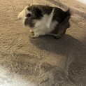 かわいい4歳くらいのモルモットです