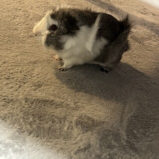 かわいい4歳くらいのモルモットです
