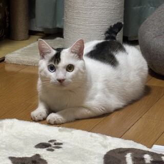 綺麗なオッドアイ、さく（キジ白）