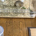 2026年6月生まれのジリスの男の子です！