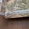 2026年6月生まれのジリスの男の子です！ サムネイル4
