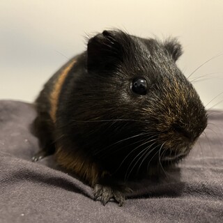 オス　甘えん坊モルモット