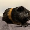 オス　甘えん坊モルモット サムネイル2