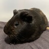 オス　甘えん坊モルモット サムネイル3