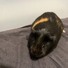 オス　甘えん坊モルモット サムネイル4