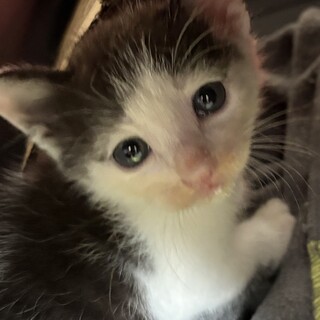 可愛いハチワレ子猫ちゃん