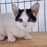 人馴れ抜群❤️隠れ三毛猫のかなちゃん サムネイル3