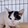 人馴れ抜群❤️隠れ三毛猫のかなちゃん サムネイル6