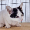人馴れ抜群❤️隠れ三毛猫のかなちゃん サムネイル7
