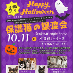 【町田市】仔猫祭り