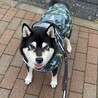 ニコニコ黒柴のカイくん！ サムネイル2