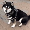 ニコニコ黒柴のカイくん！ サムネイル3
