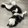 ニコニコ黒柴のカイくん！ サムネイル4