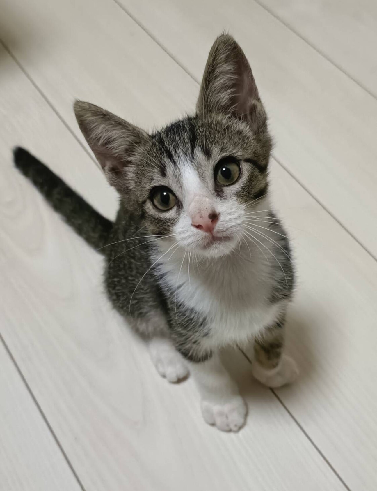 人も猫も犬も大好きな男の子です サムネイル1