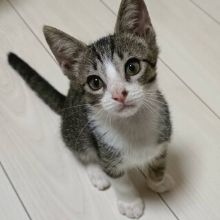 人も猫も犬も大好きな男の子です