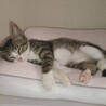 人も猫も犬も大好きな男の子です サムネイル2