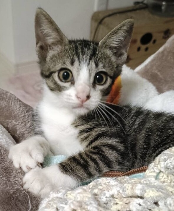人も猫も犬も大好きな男の子です サムネイル3