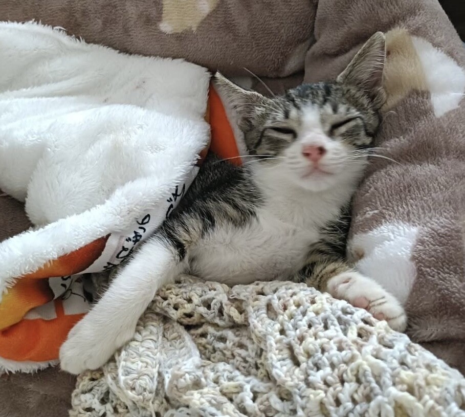 人も猫も犬も大好きな男の子です サムネイル4