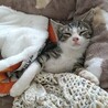 人も猫も犬も大好きな男の子です サムネイル4