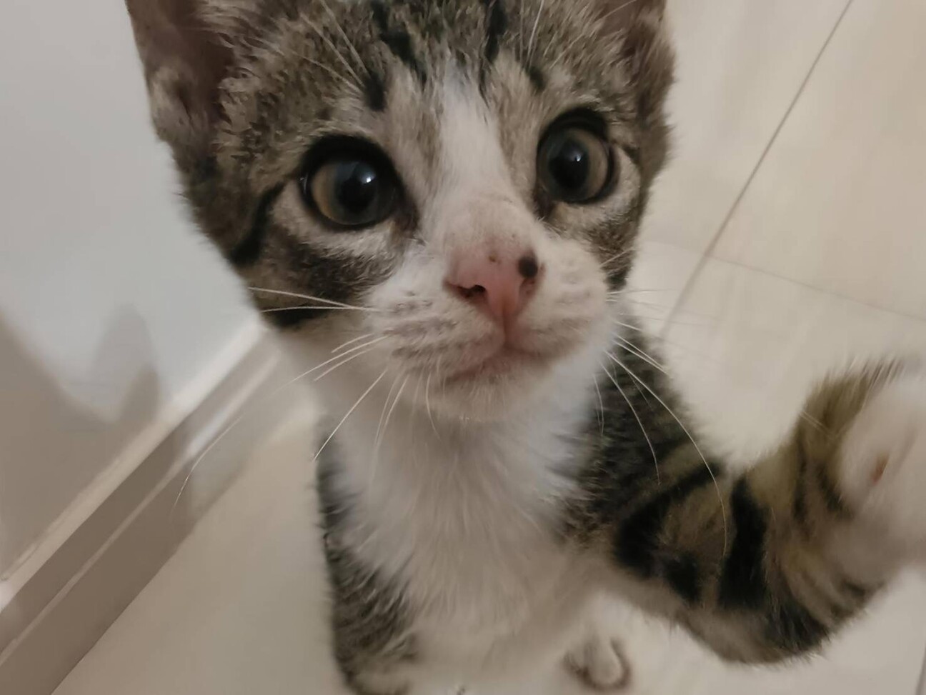 人も猫も犬も大好きな男の子です サムネイル5
