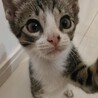 人も猫も犬も大好きな男の子です サムネイル5
