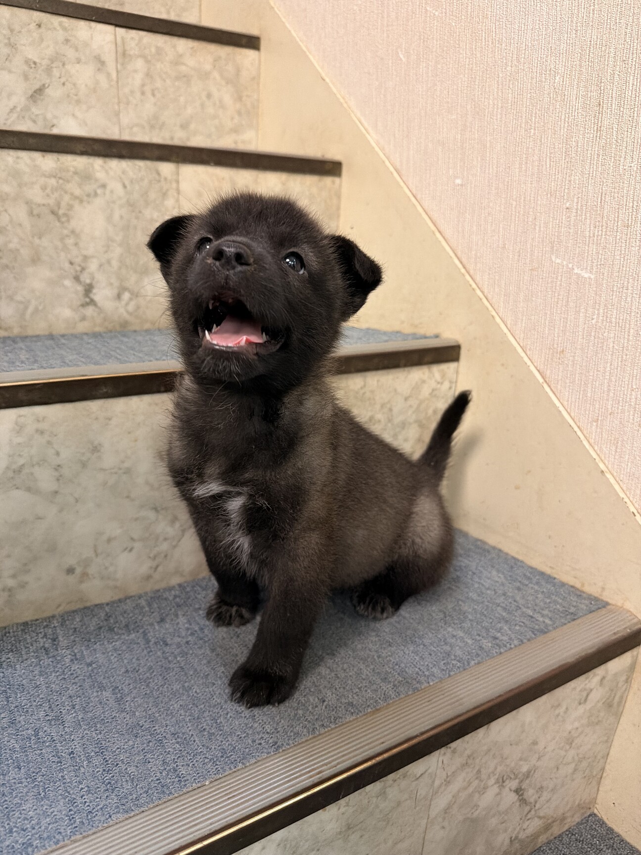 元気いっぱい、人も犬も大好き！幼い女のコ　 サムネイル1