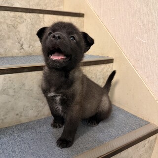元気いっぱい、人も犬も大好き！幼い女のコ　