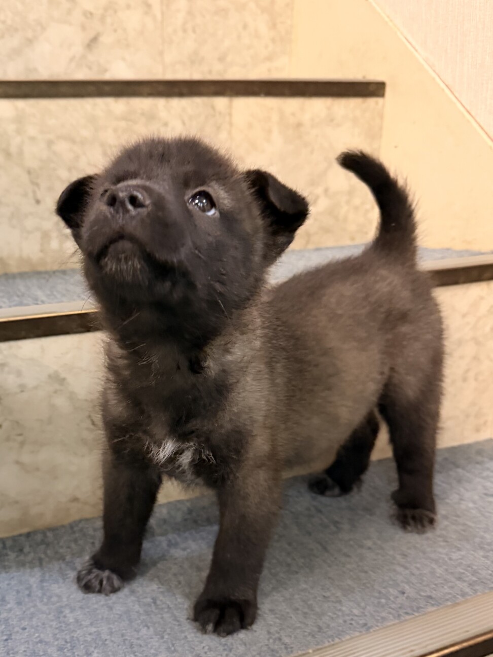 元気いっぱい、人も犬も大好き！幼い女のコ　 サムネイル2
