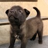 元気いっぱい、人も犬も大好き！幼い女のコ　 サムネイル2