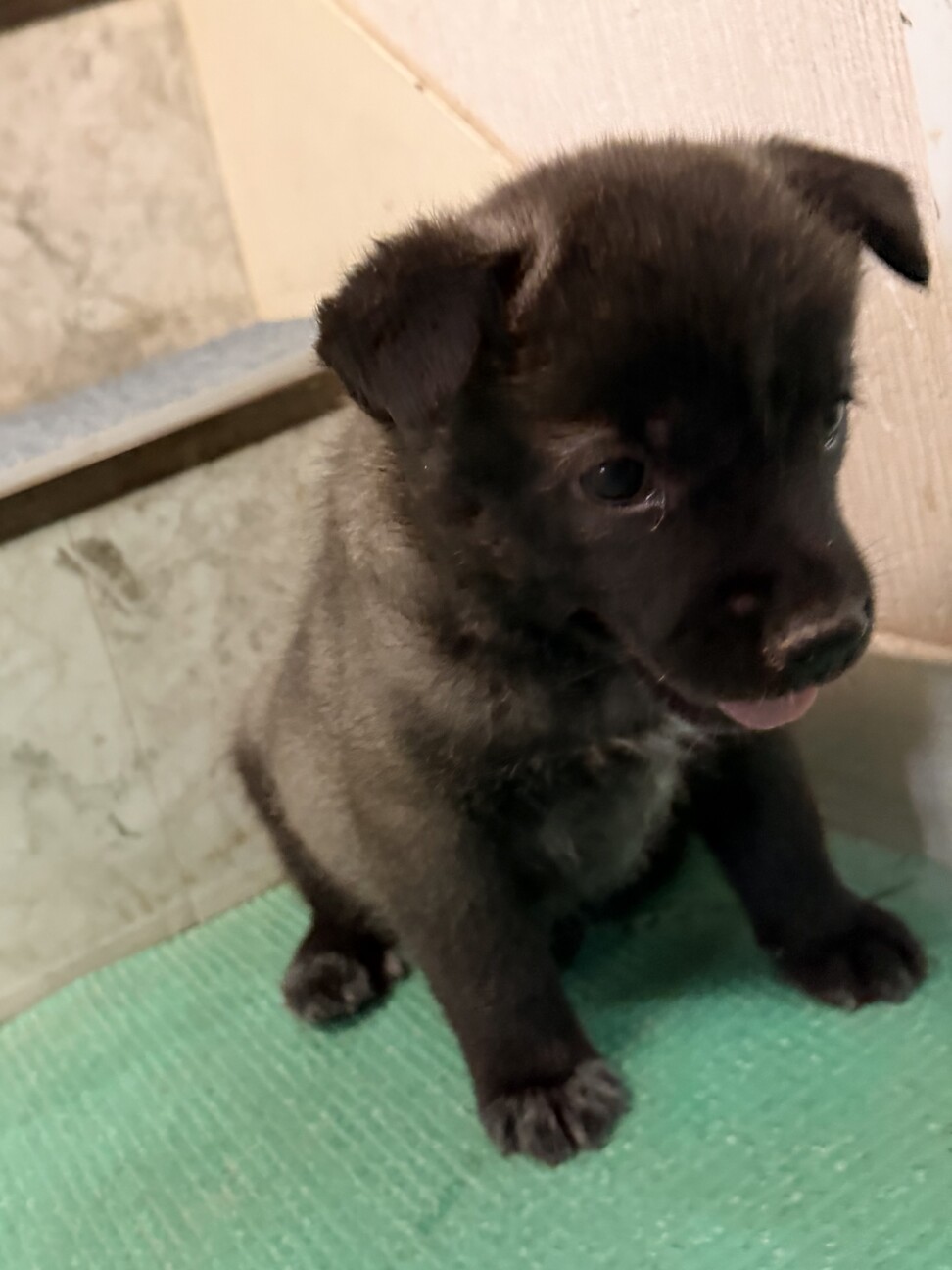 元気いっぱい、人も犬も大好き！幼い女のコ　 サムネイル3