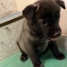 元気いっぱい、人も犬も大好き！幼い女のコ　 サムネイル3