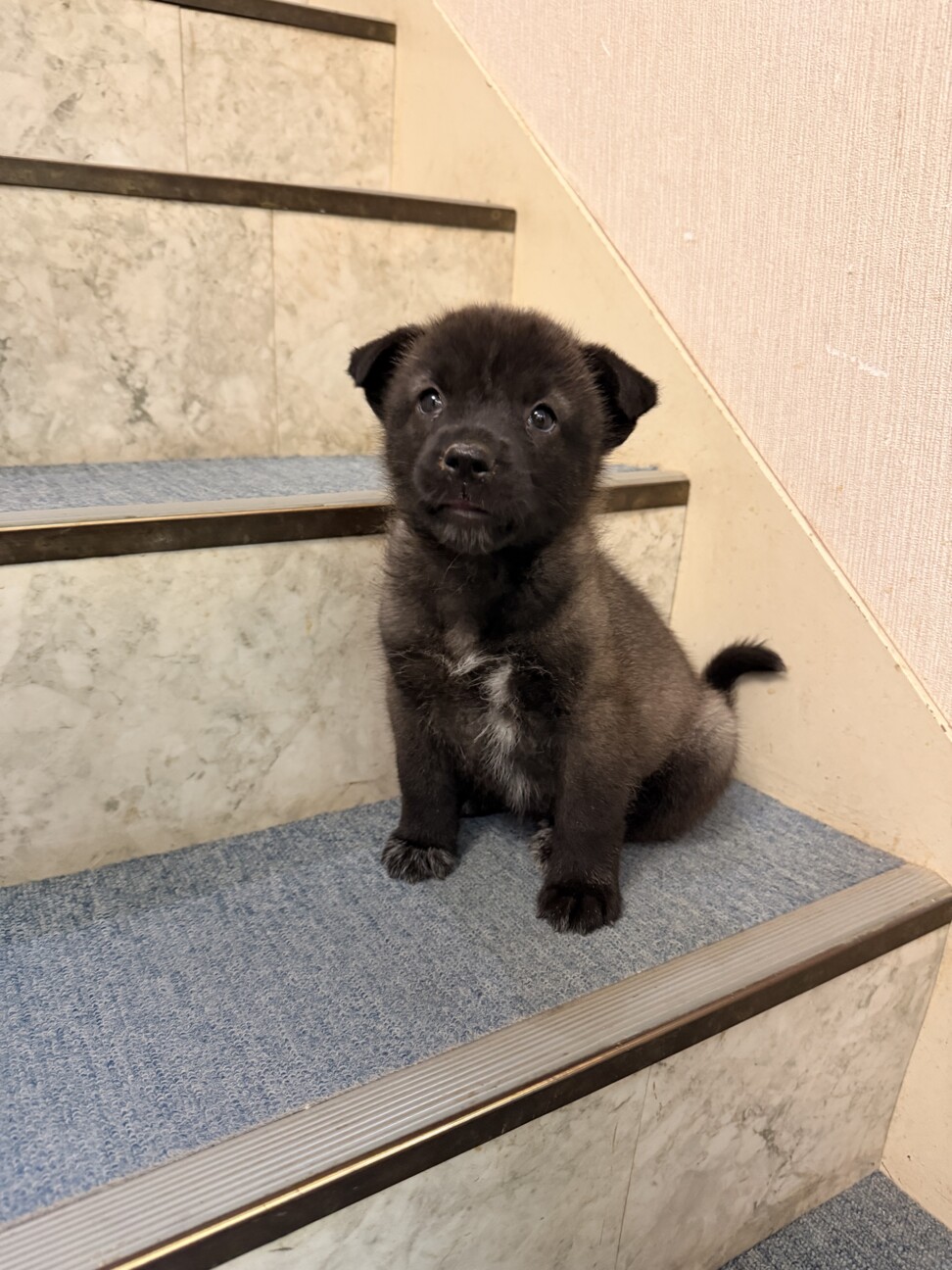 元気いっぱい、人も犬も大好き！幼い女のコ　 サムネイル4