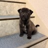 元気いっぱい、人も犬も大好き！幼い女のコ　 サムネイル4