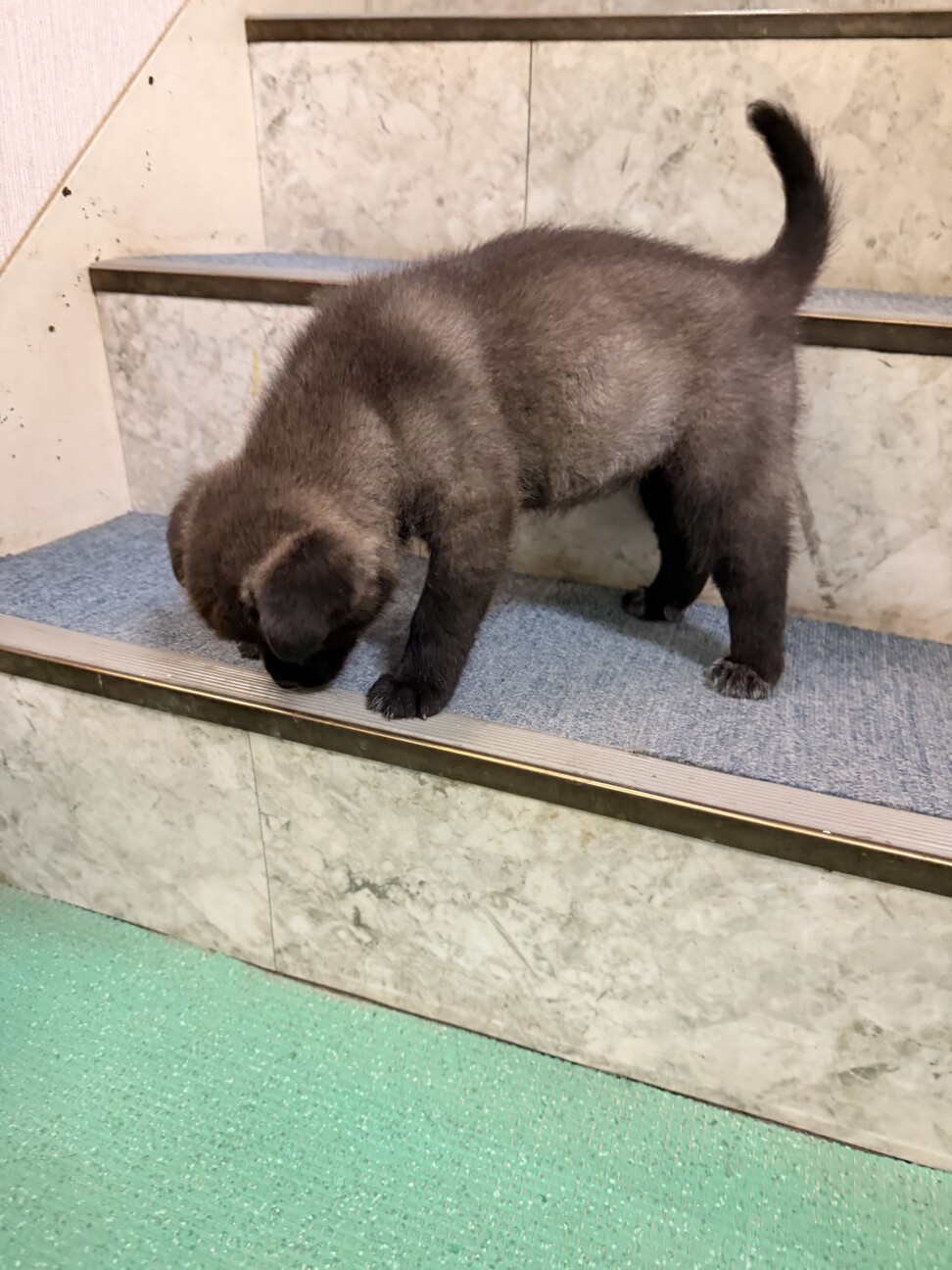 元気いっぱい、人も犬も大好き！幼い女のコ　 サムネイル5