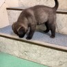 元気いっぱい、人も犬も大好き！幼い女のコ　 サムネイル5