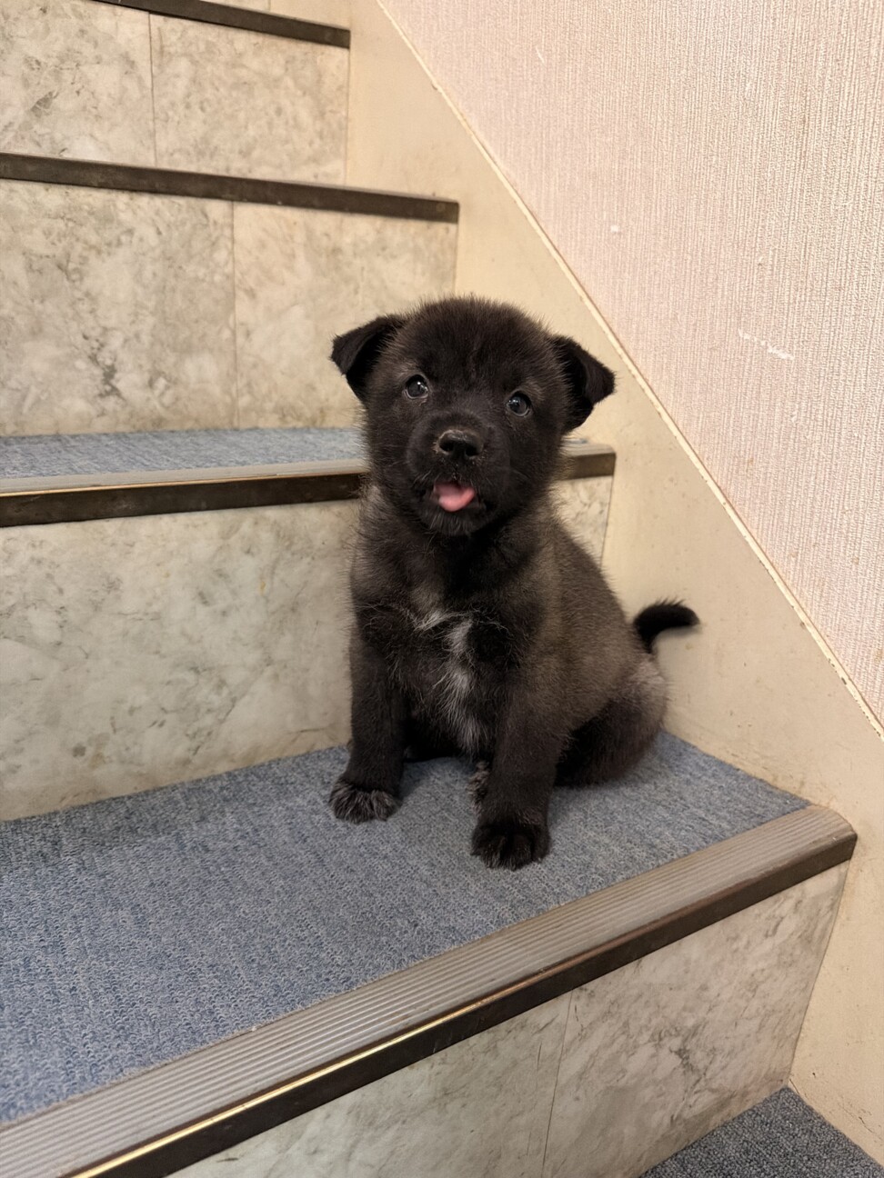 元気いっぱい、人も犬も大好き！幼い女のコ　 サムネイル6