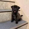 元気いっぱい、人も犬も大好き！幼い女のコ　 サムネイル6