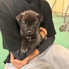 元気いっぱい、人も犬も大好き！幼い女のコ　 サムネイル7