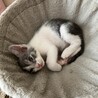 トライアル予定★可愛いモイちゃん