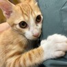 甘え方は控えめ遊びはダイナミックな[いち]くん???? サムネイル2