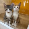 甘え方は控えめ遊びはダイナミックな[いち]くん????