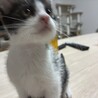ハチワレ赤ちゃん(女の子)！ サムネイル4